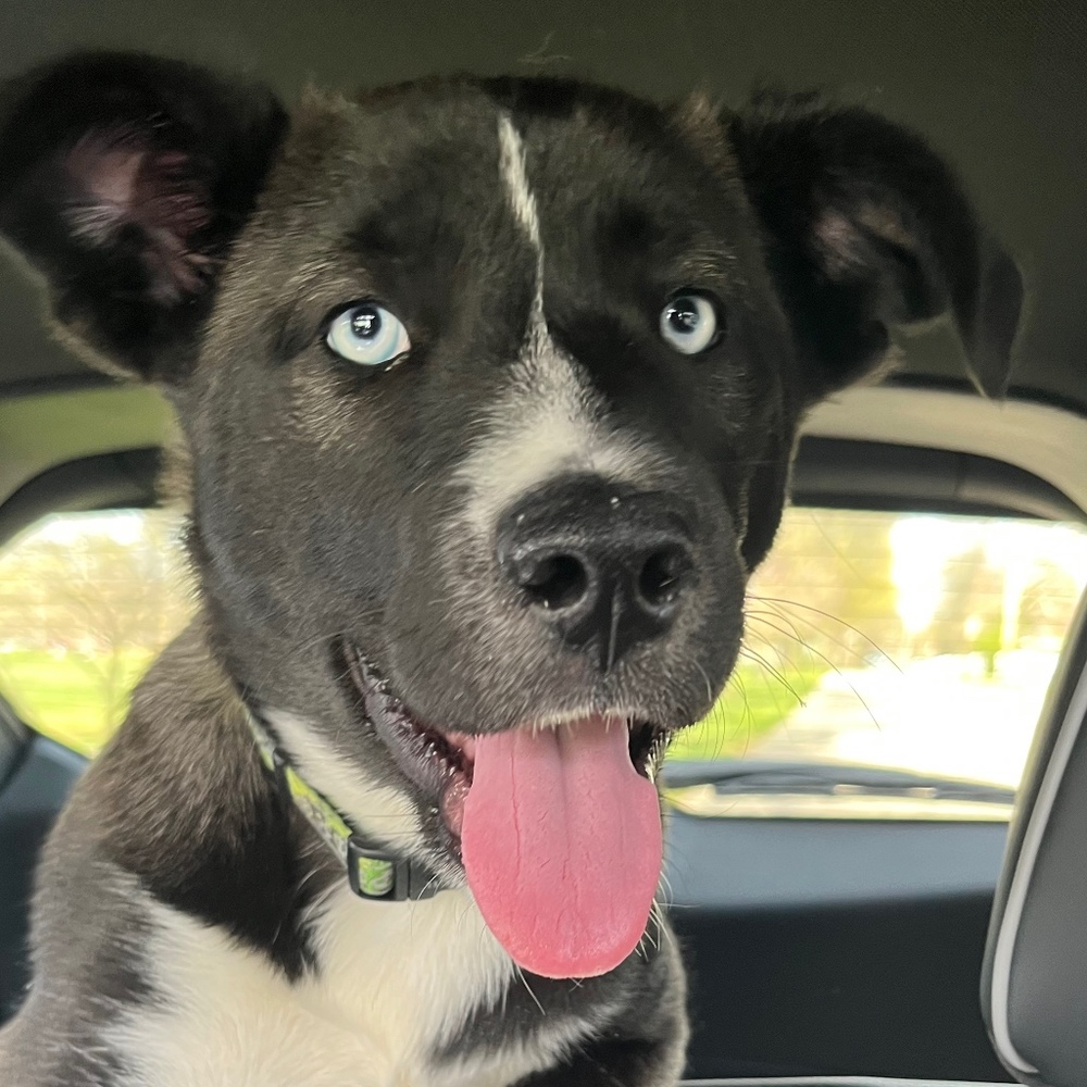 Meet your Posher, Tally